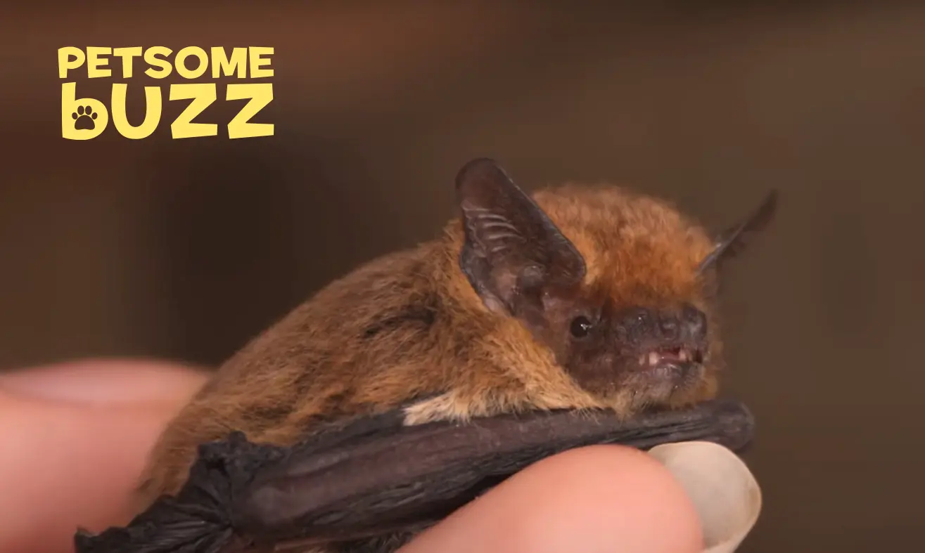 Bat Names - Pet Names - Nameberry
