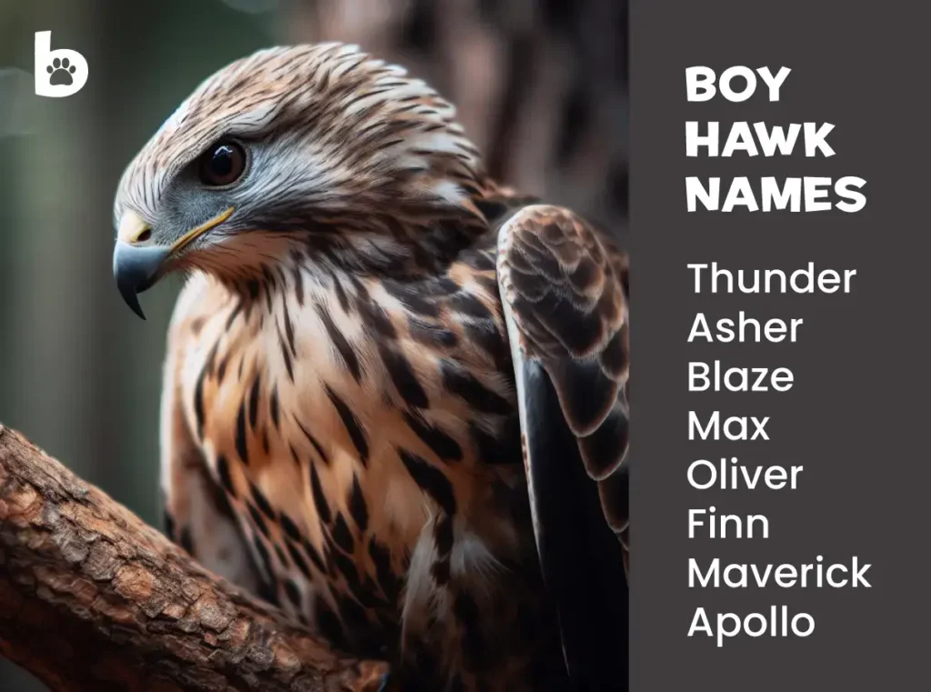 Boy Hawk Names