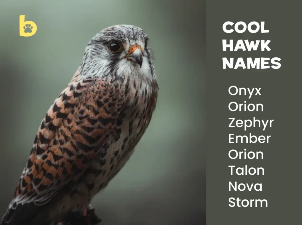 Cool Hawk Names
