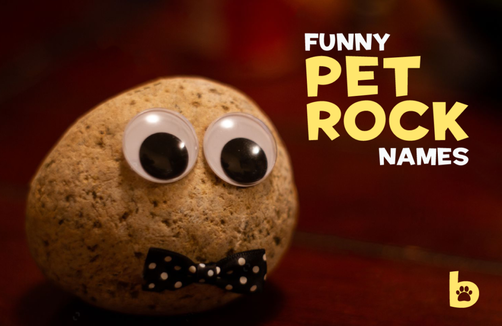 Funny-Pet-Rock-Names