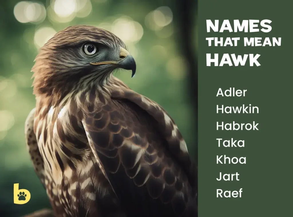 Names that mean Hawk