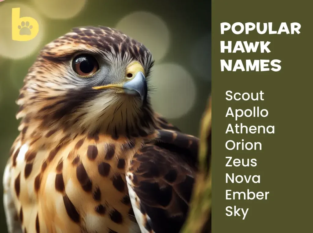 Popular-Hawk-Names