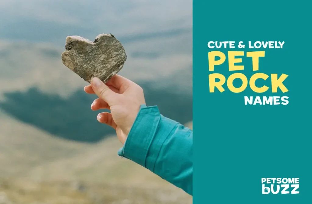 What-to-name-your-pet-rock