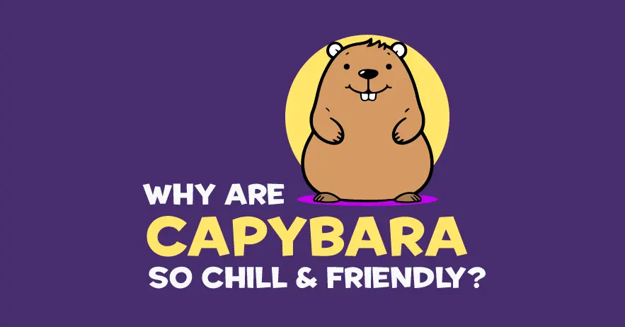 Why Are Capybaras so Chill