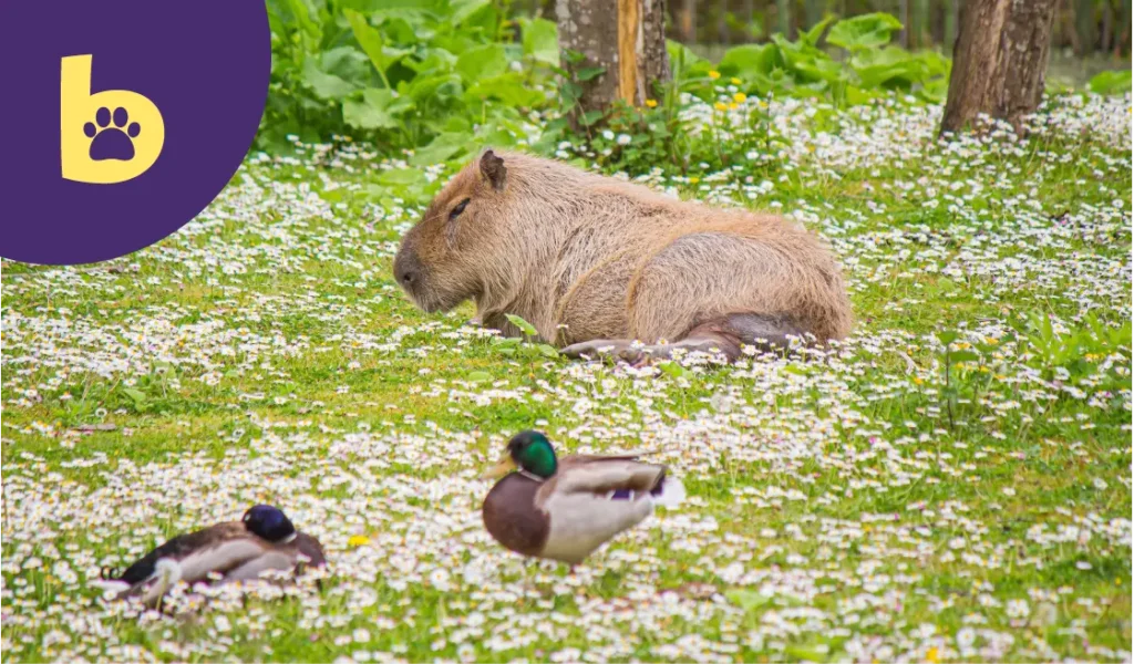 are capybaras friendly with ducks