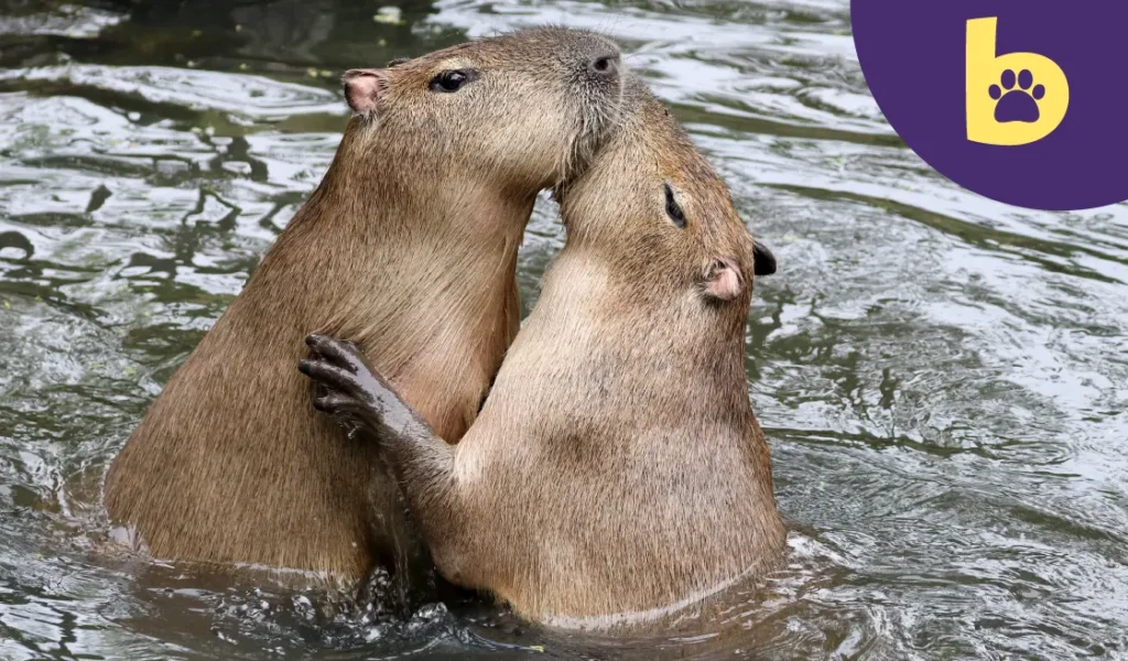capybara chilling underwater