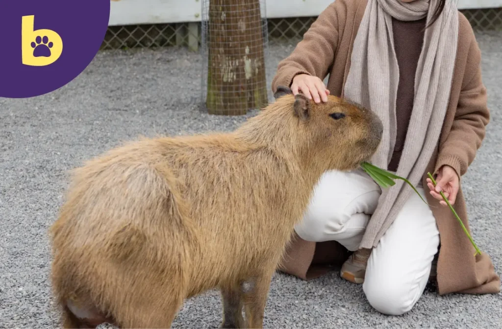 chilling capybara