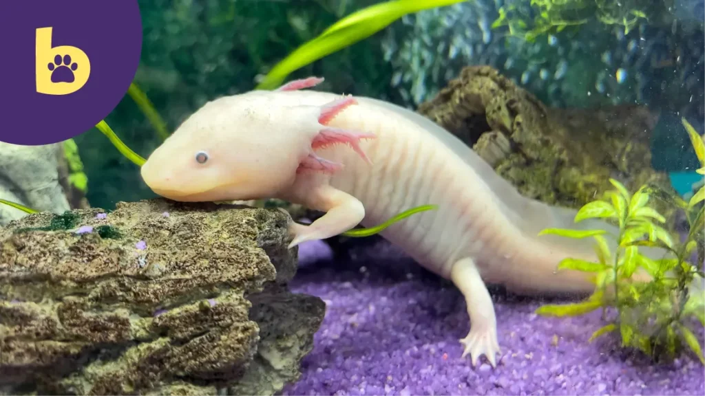 cute names for axolotls