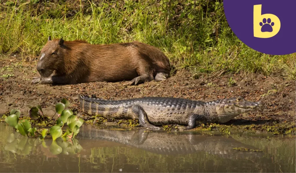 do capybaras have predators crocodiles