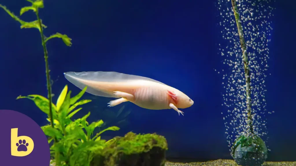 name for axolotl albino