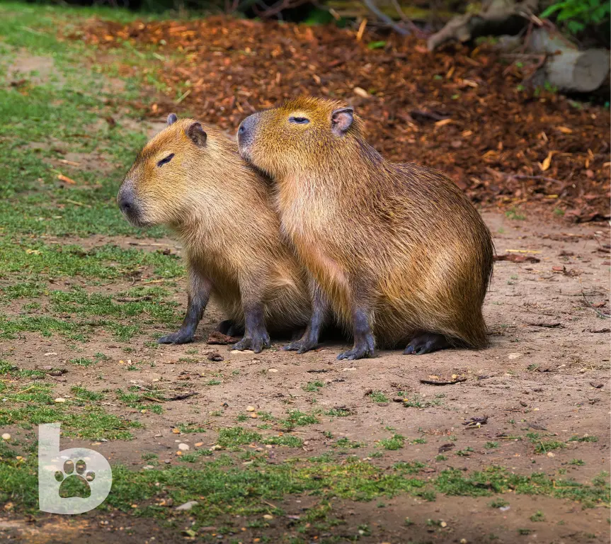 two cute capybara chilling