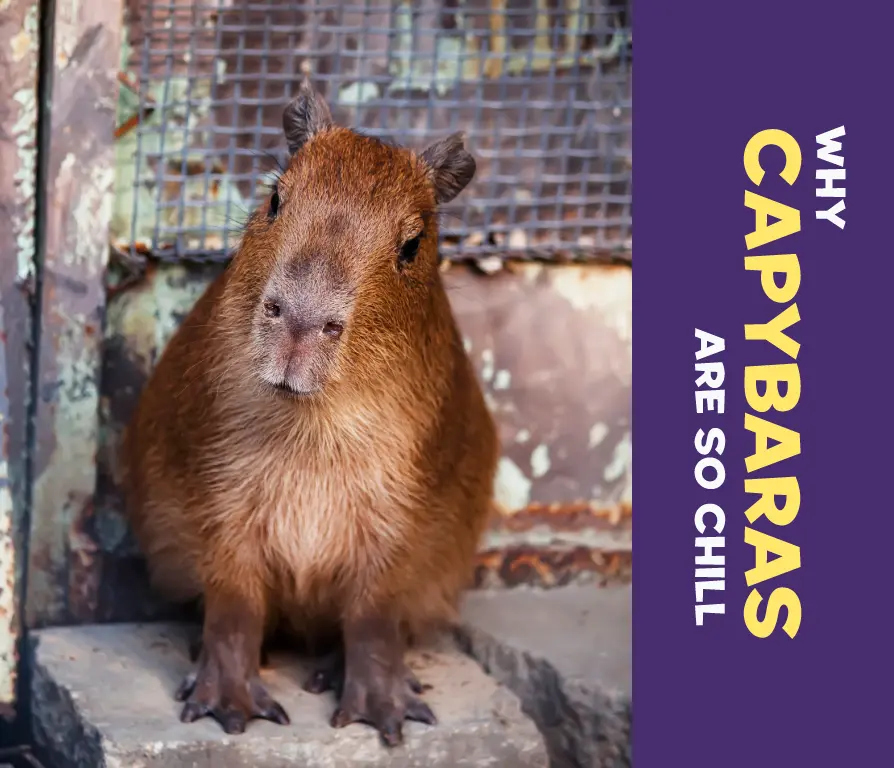 why are capybaras so chill
