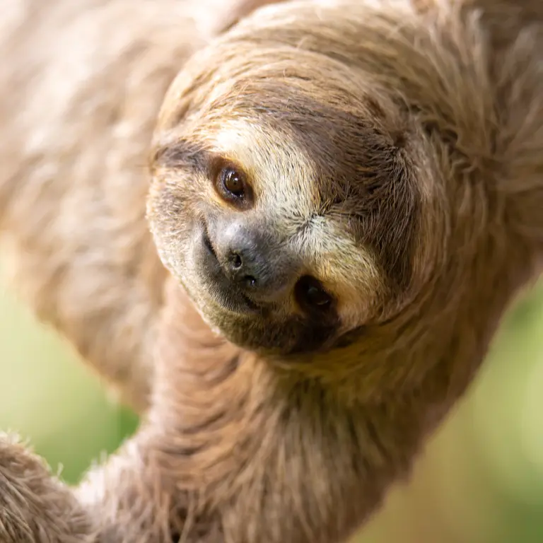 Unisex Names For Sloths