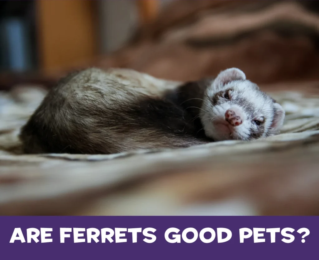 Are Ferrets good pets