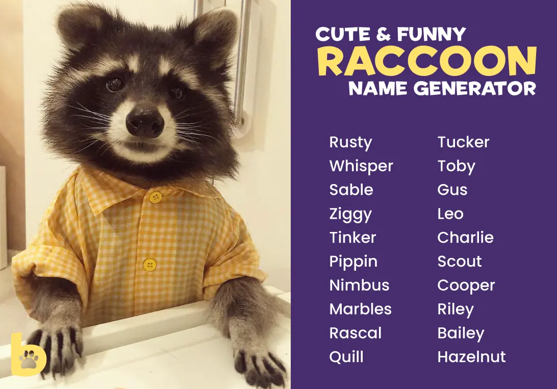 funny-Raccoon-Name-Generator