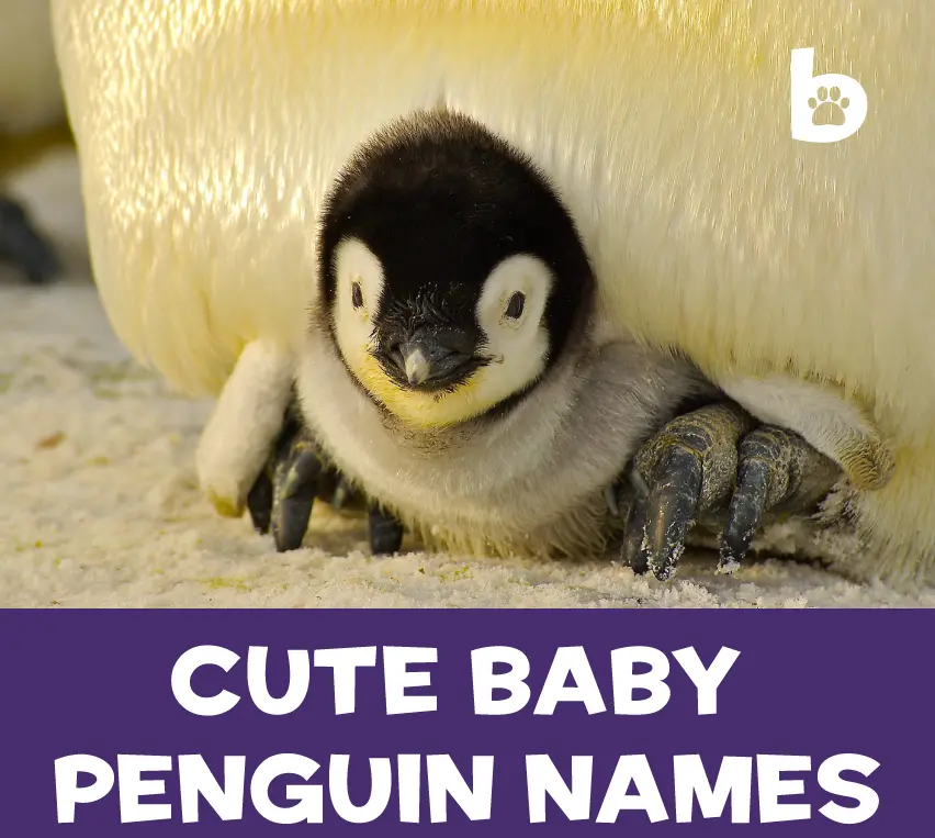 Cute Baby Penguin Names