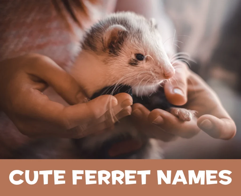Cute Ferret Names