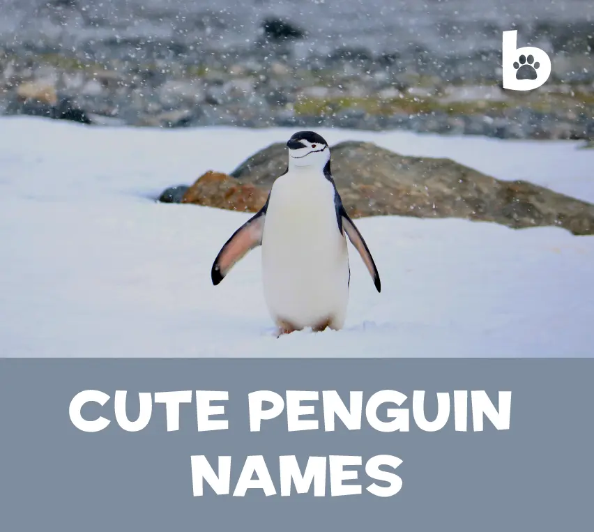 Cute-Penguin-Names