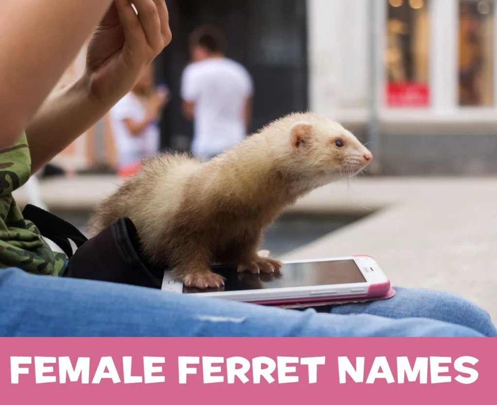 Female Ferret Names with Meanings