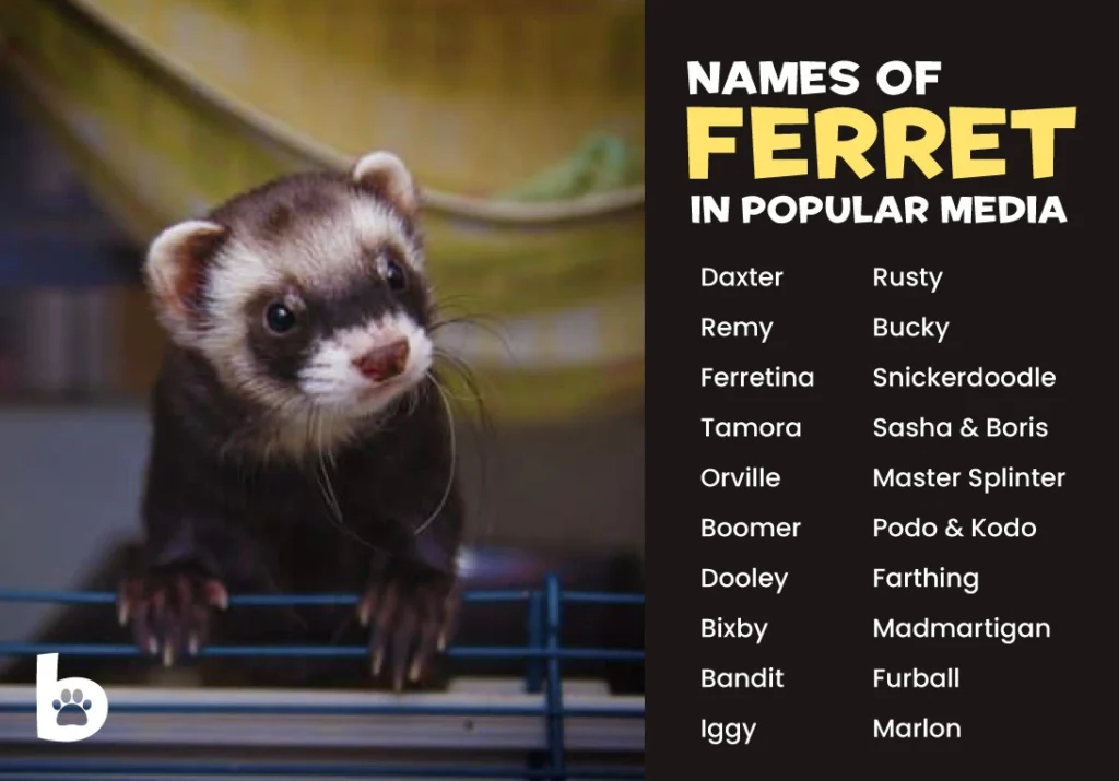 Ferret Names From Popular Media