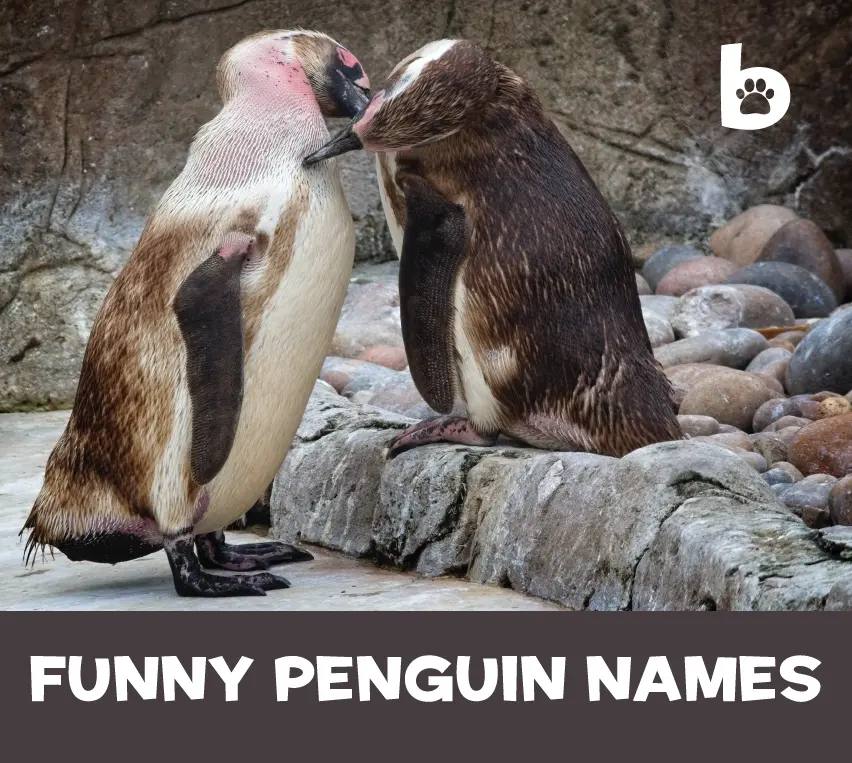 Funny Penguin Names