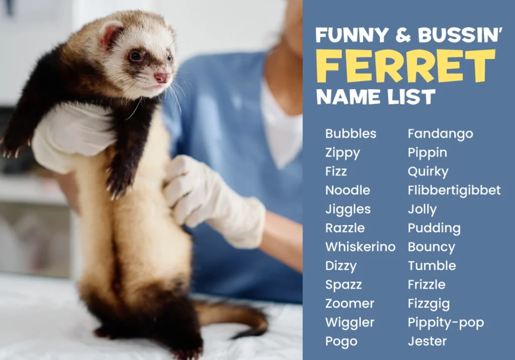 Funny and Bussin' Ferret Name List