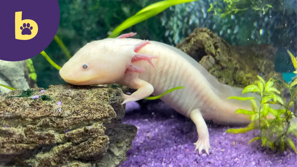 what do axolotl eat: The types of food that are both nutritional and  enjoyable for axolotls - International Pet Food