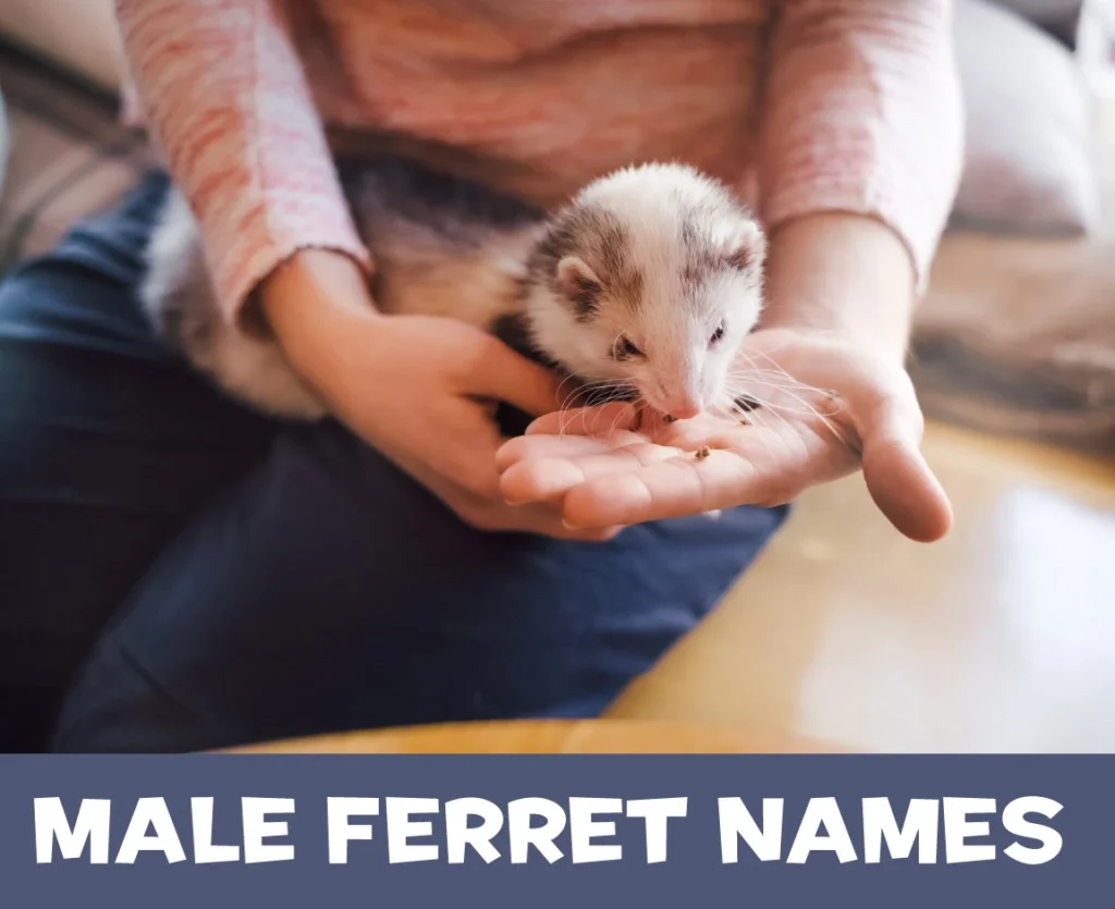 Male Ferret Names with Meanings