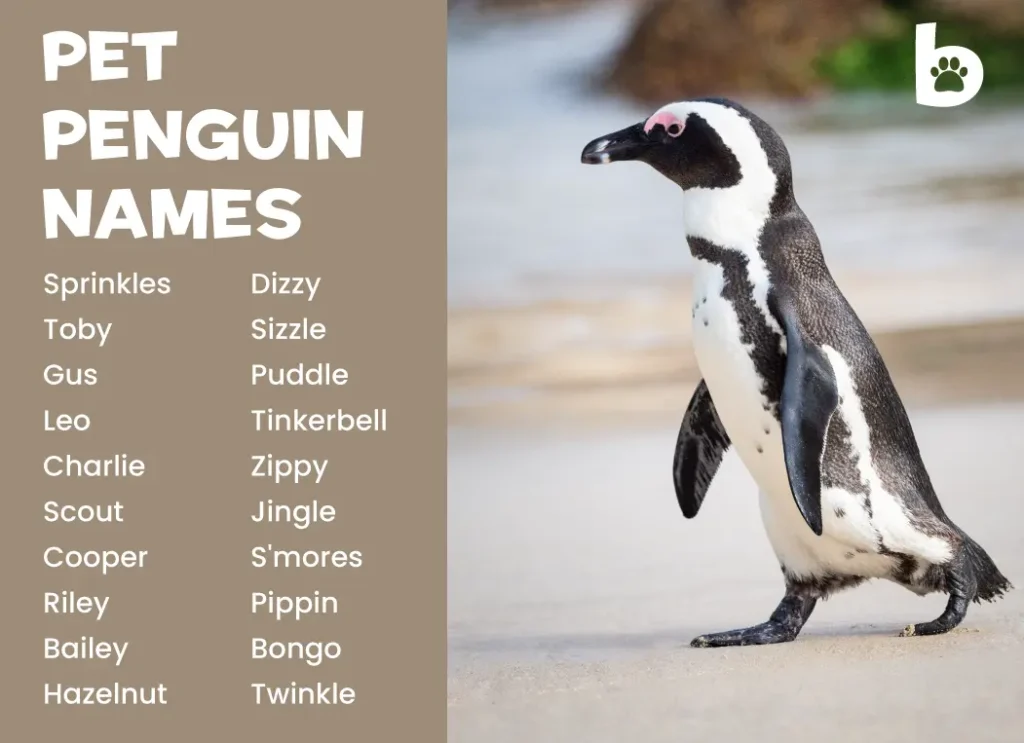 Pet Penguin Names