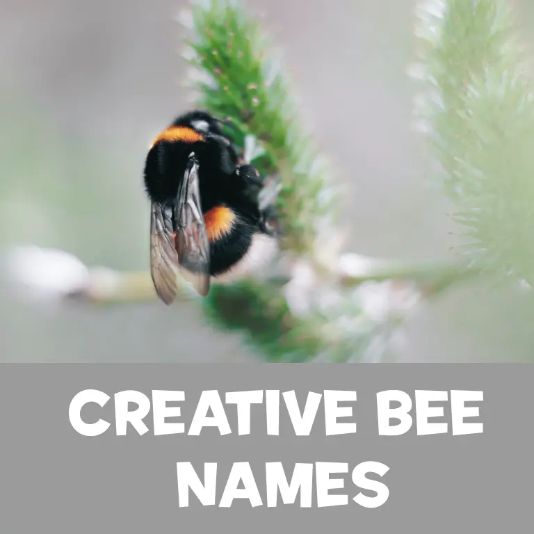 Creative Bee Names