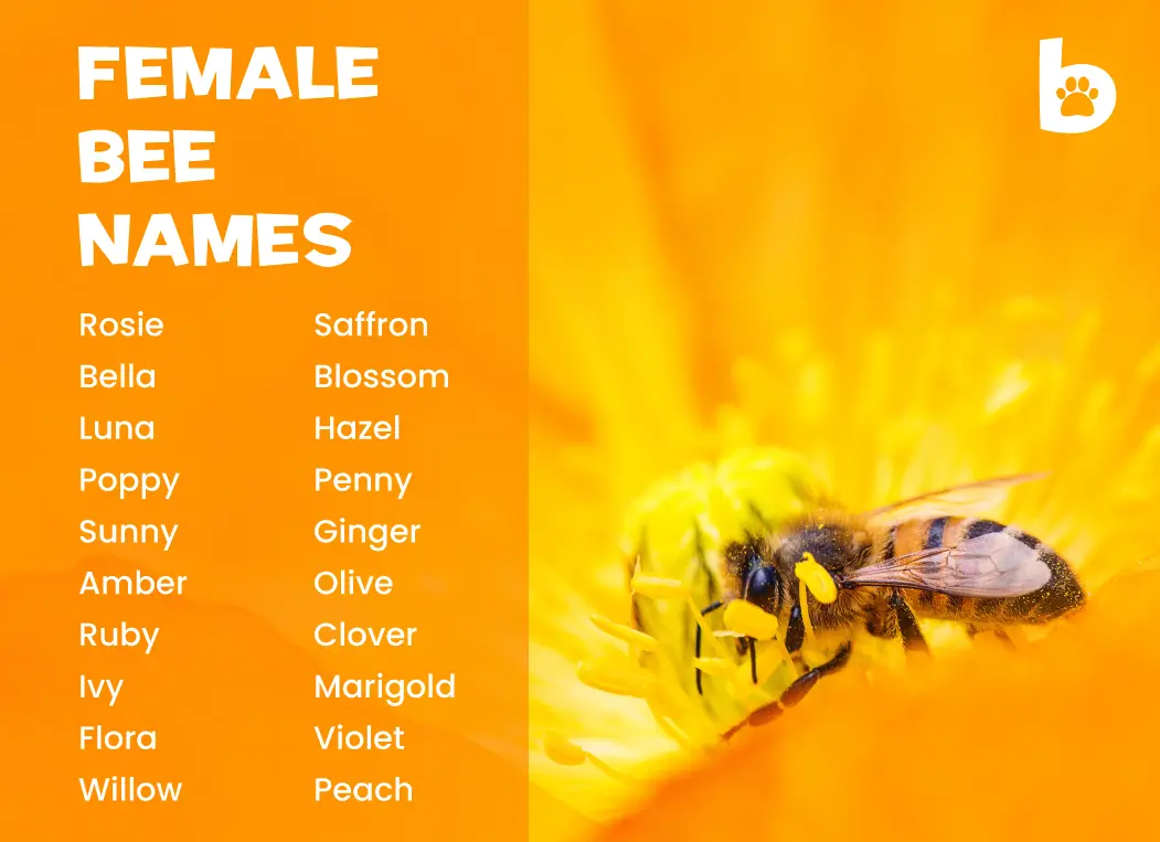 Female-bee-names