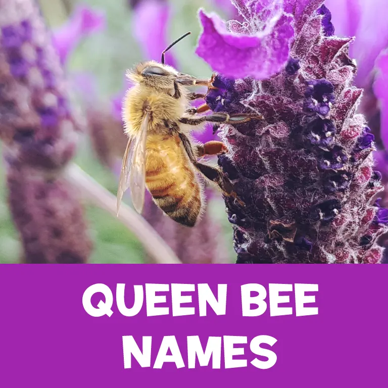 Queen-Bee-Names