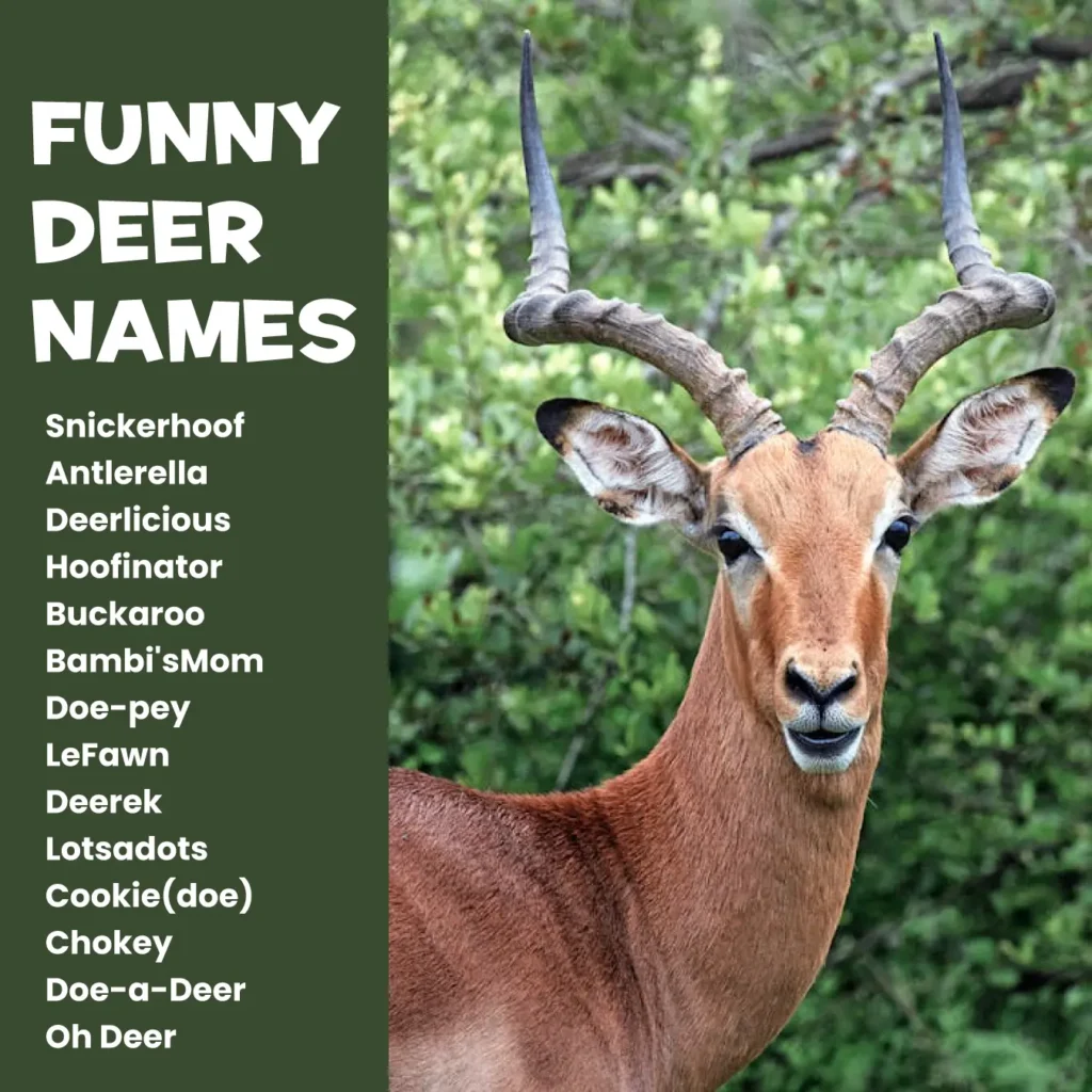 Funny-Deer-Names