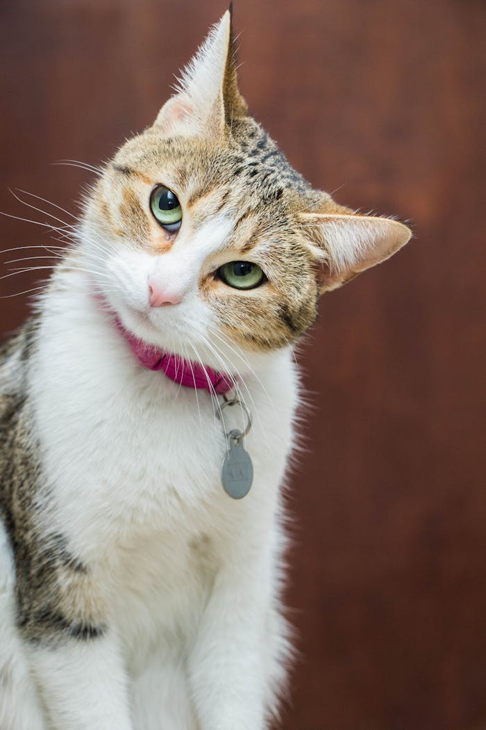 A charming domestic cat with a pink collar and name tag, tilting its head against a brown backdrop.